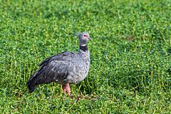 Southern Screamer